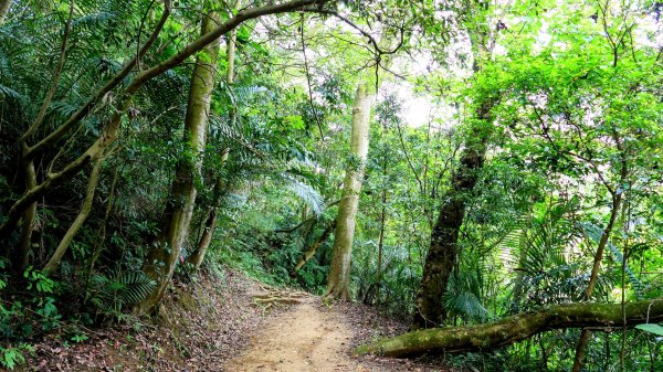 微笑山線405高地段2844169