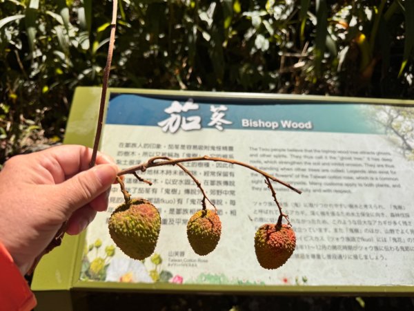 阿里山迷糊步道-福山古道2793376