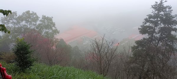 20240121_仙山登山步道2407648