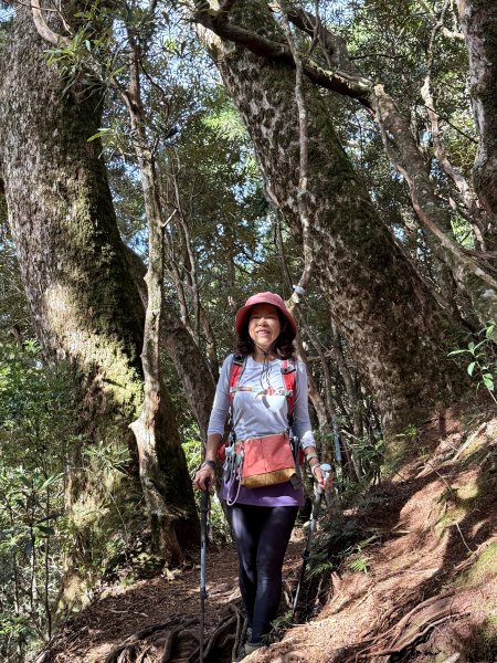 塔曼山 連走 拉拉山森林遊樂區 O繞 202510112923671