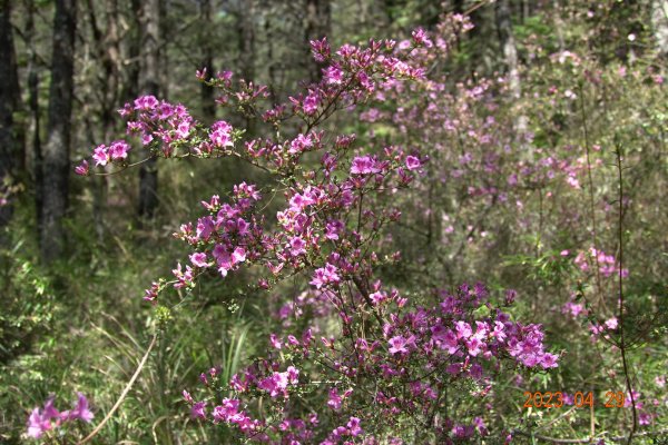 南投 仁愛 武法奈尾山2133736