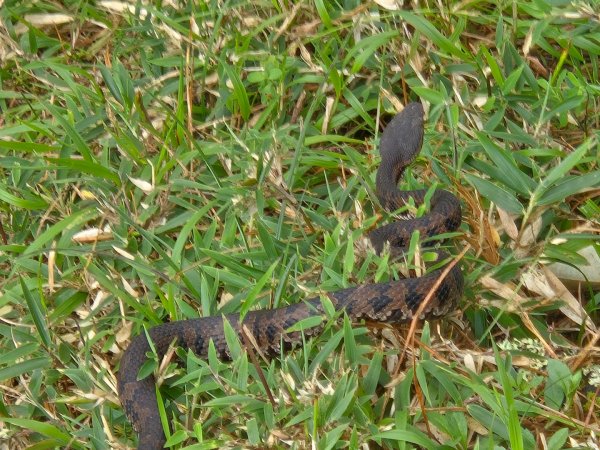 塔塔加步道（大鐵杉登山步道）2883115