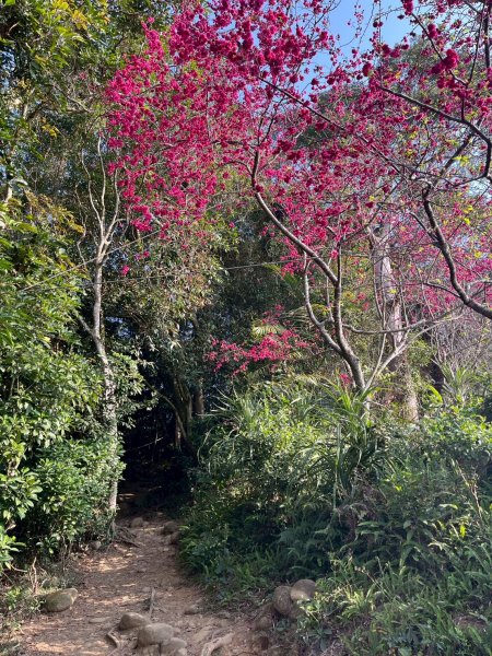 2026/2/22中坑山+飛鳳山3008104