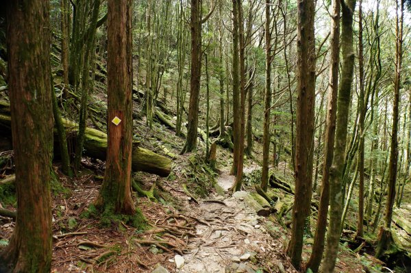 台中 和平 南松鶴山、八仙山、東松鶴山2877958