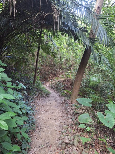 桃源里森林步道+龍鳳谷步道+坑子內山202509062880250