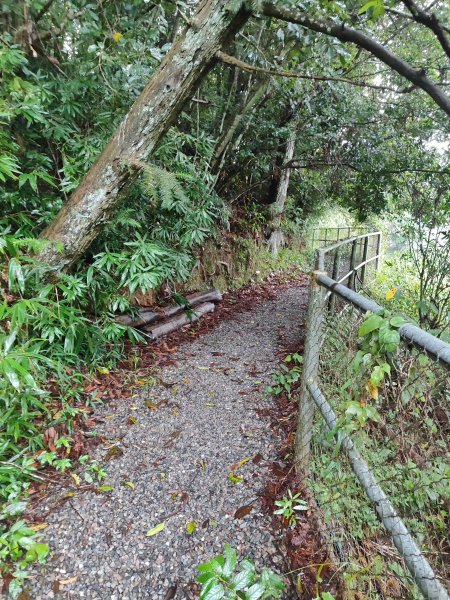 貓囒山步道2850518