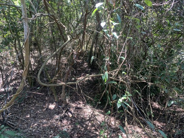 20250531屏東武潭山2803190