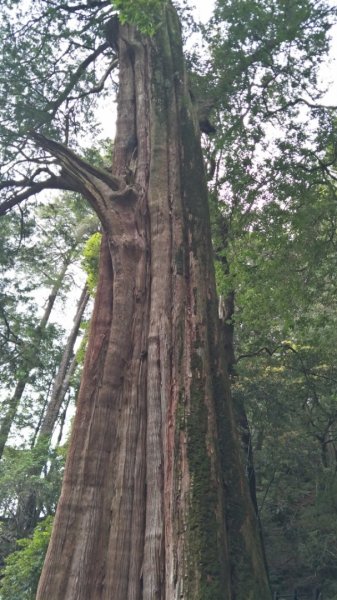 大雪山小神木步道+環站步道914509