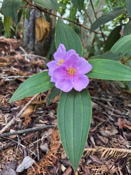 埔里能高瀑布-慶安步道-觀景台2801474