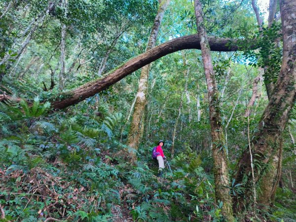 1121125 鳥嘴山縱走貴妃山2363961