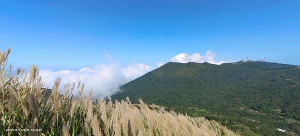 大屯山&小觀音山西峰差強人意的雲海/夕陽晚霞/芒花2337348