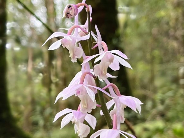 山車廣山.福巴越嶺O-神木群-水晶蘭-根結蘭2756256