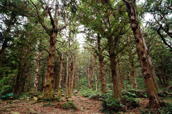 臺中 和平 大崠山、長壽山、醜崠山3028313