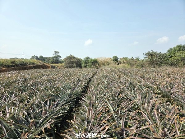 【彰化】員林藤山步道x田尾公路花園3016559