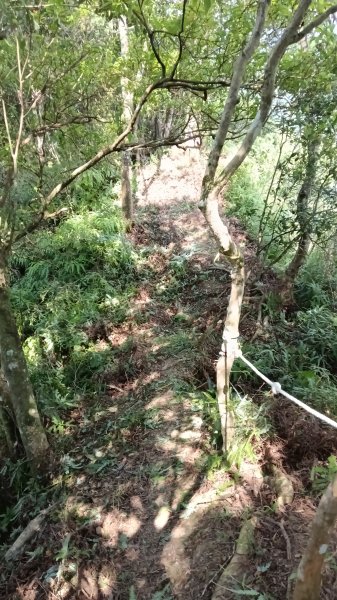 坪林區仁里坂山-火炎山未竟跟聯合艦隊除草去3125121