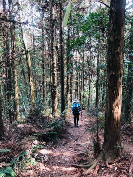 唐麻丹山蝴蝶谷步道1329412