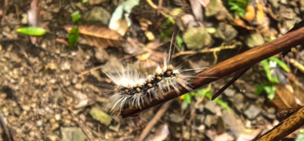 縱走大鳥鵝2828390