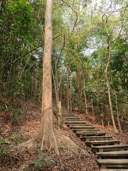 蘭潭後山步道-紅毛埤山之驚喜遇見藍腹鷴2455278