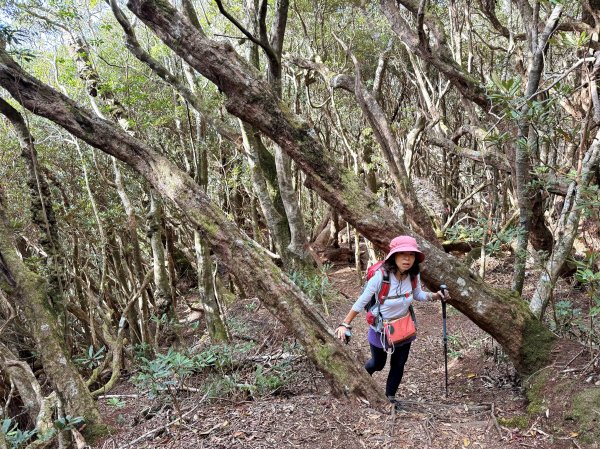 塔曼山 連走 拉拉山森林遊樂區 O繞 202510112923663