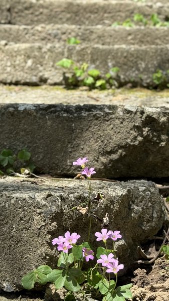 土城太極嶺|五城山|文筆山|峯花雪月2742836