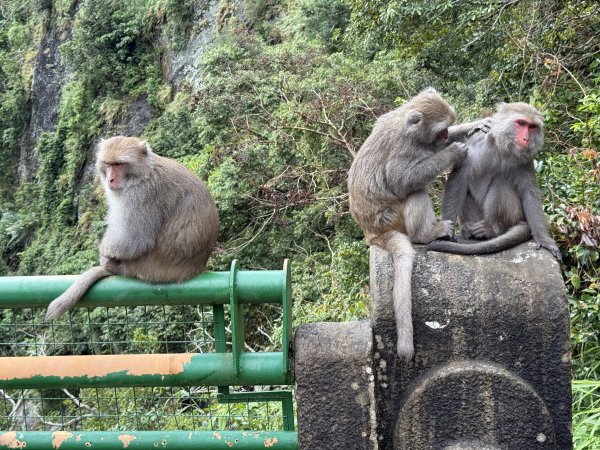 登仙橋賞猴2704799