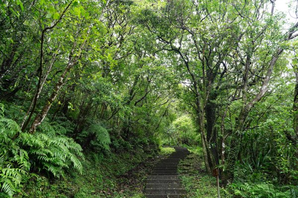 新北 瑞芳 頂子寮山、五分山2615523