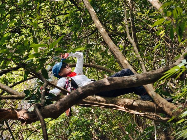 東勢大崙、東勢坑山、觀音湖山O走2986279
