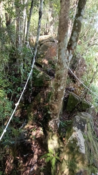 坪林區仁里坂橋-仁里坂山-金瓜寮土地公-仁里坂橋O型3132815