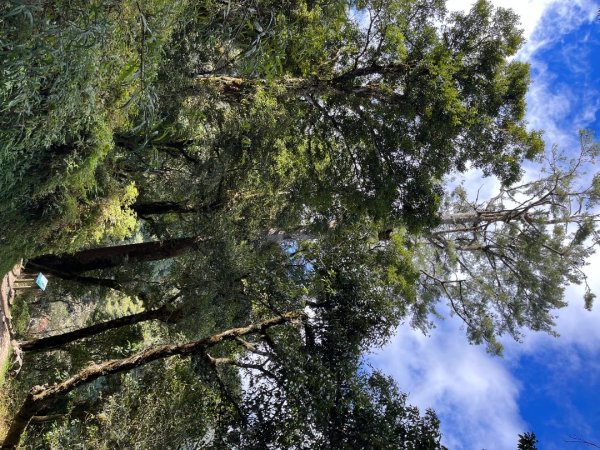 20231127_觀霧榛山步道（森遊竹縣）2763093