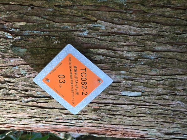 鳶嘴稍來山之楓紅／雲海2974016