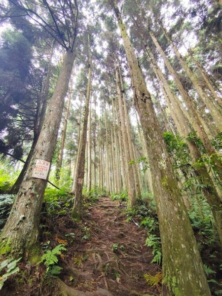 〔中級山〕新竹五峰鄉 民都有山（面托油山）民都有北峰2307427