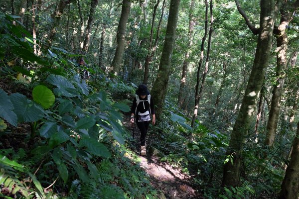 新竹尖石鄉 煤源社區上李棟山、大混山出凌空廊道2550490