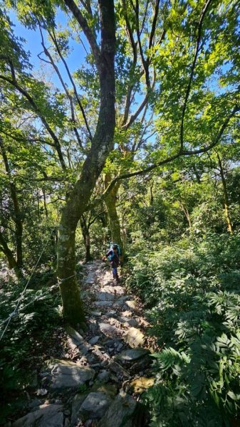 20251106北大武山步道☁️ 喜多麗雲海2931386