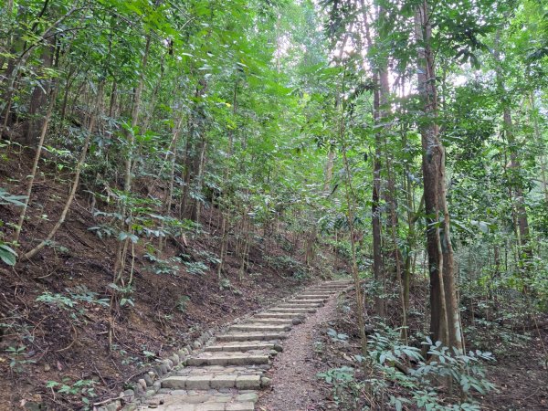 美濃雙溪樹木園（九芎林山）2652550