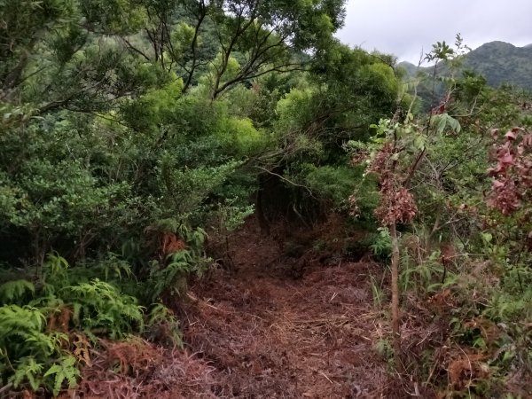 瑞芳區金瓜石砲台山+無耳茶壺山(黃金三稜)+煙囪(山)稜(黃金二稜)+水管路O型2926198