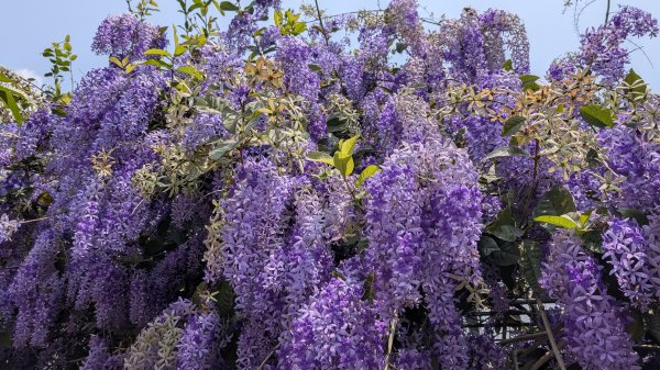 115.04.12金平山西峰-蝙蝠洞之旅3034692