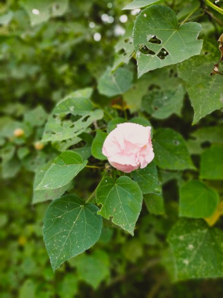 阿拔泉山/觀音石山/紅楠坑山/獨立山 環狀2963290
