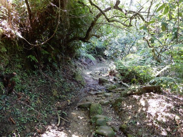 五指山古道+新山夢湖步道O型381686