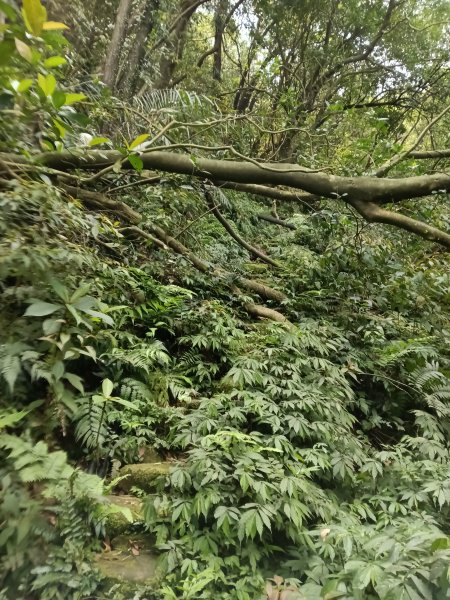 瑞芳區後凹古道+金字碑古道+三貂嶺山+三貂大崙O型2761688
