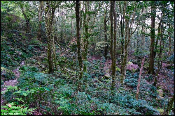 加里山 ~ 大坪經杜鵑嶺小O環走299898