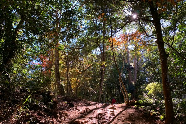 苗栗泰安｜馬那邦山登山步道｜漫步楓紅古戰場．遠眺深藍聖稜線1574390