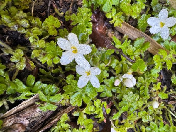 小雪山段國家步道：小雪山資訊站走鞍馬山船形山下收費站3068140