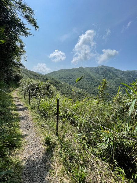 230807-小百岳#002 七星山+雙坑O繞（小油坑-冷水坑），美美兔享受七星風大的痛快。2279524