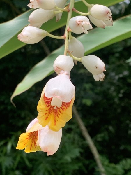 20240608高雄北旗尾南山-北旗尾山-旗尾山2523602