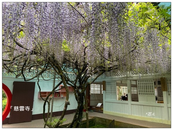 阿里山慈雲寺の紫藤2782156