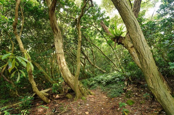 臺北 士林 玉稠湖山、石角山、白雲山、天母山2496022