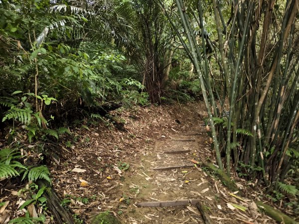 [百山百鳥尋旅-10/15] 2025_0920 溪洲山步道(福山巖登山步道)2893124