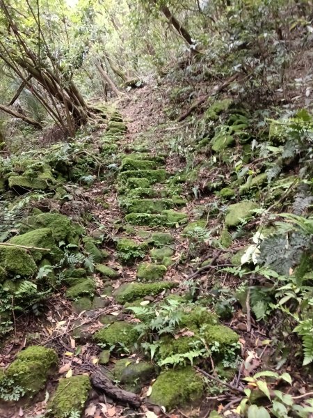 雙溪區大埤遺址東林寺+大埤古道+572峰去回2784167