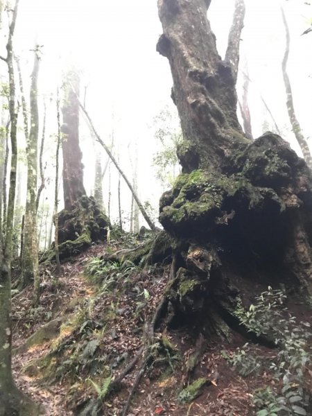 惠蓀林場小出山578035