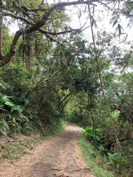 ~  中 山 茶 園 步 道  ~2580963